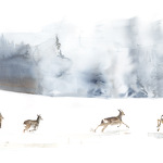 Ausstellung "Grandeur Nature"_Sevrier